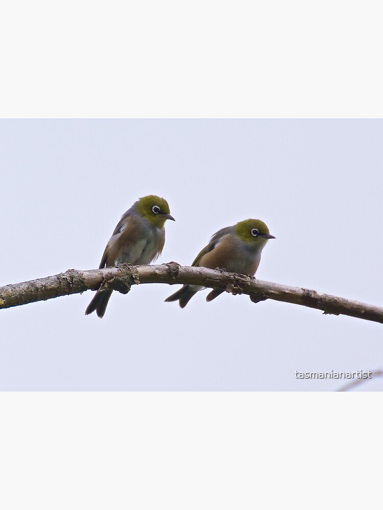 Thumbnail 3 of 3, Photographic Print, SILVEREYE ~ Grey-backed Silvereye mPvRwXA2 by David Irwin designed and sold by tasmanianartist.