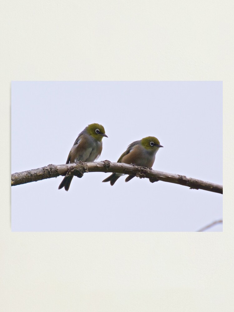 Thumbnail 1 of 3, Photographic Print, SILVEREYE ~ Grey-backed Silvereye mPvRwXA2 by David Irwin designed and sold by tasmanianartist.