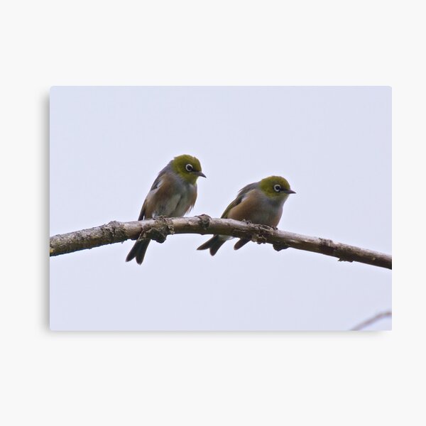 SILVEREYE ~ Grey-backed Silvereye mPvRwXA2 by David Irwin Canvas Print