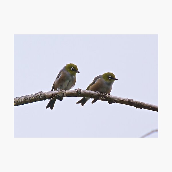 SILVEREYE ~ Grey-backed Silvereye mPvRwXA2 by David Irwin Photographic Print