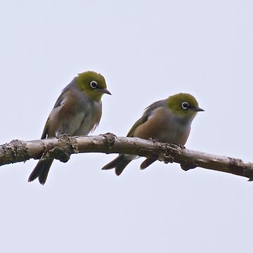 Artwork thumbnail, SILVEREYE ~ Grey-backed Silvereye mPvRwXA2 by David Irwin by tasmanianartist