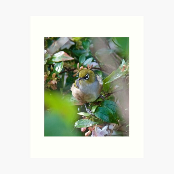 SILVEREYE ~ Grey-backed Silvereye ggLqq6aP by David irwin ~ WO Art Print