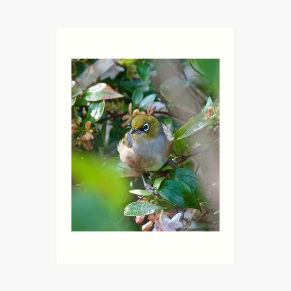 SILVEREYE ~ Grey-backed Silvereye ggLqq6aP by David irwin ~ WO Art Print