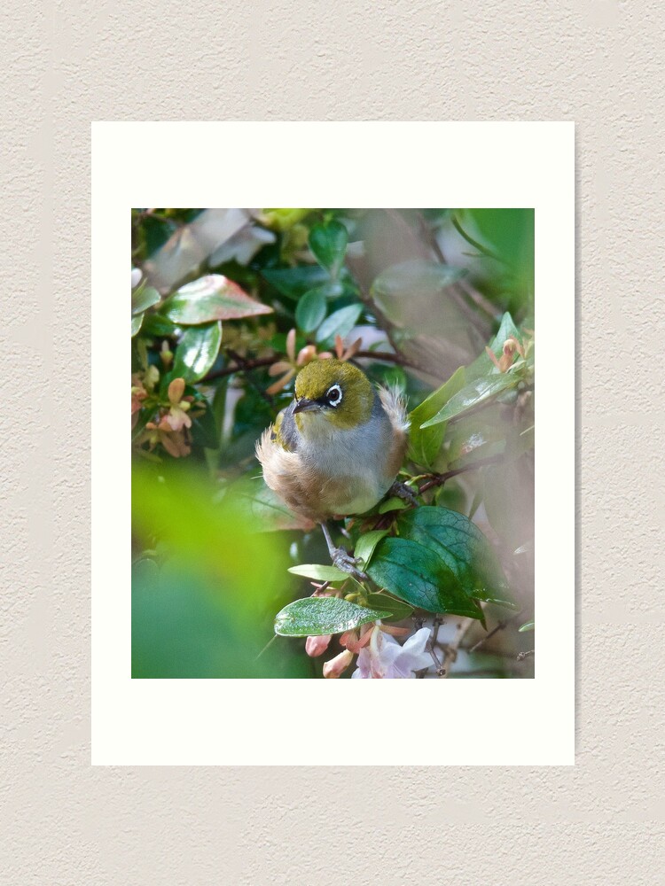 Thumbnail 1 of 3, Art Print, SILVEREYE ~ Grey-backed Silvereye ggLqq6aP by David irwin ~ WO designed and sold by tasmanianartist.