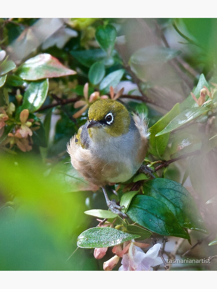 Thumbnail 3 of 3, Art Print, SILVEREYE ~ Grey-backed Silvereye ggLqq6aP by David irwin ~ WO designed and sold by tasmanianartist.