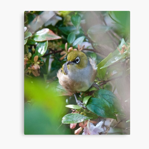 SILVEREYE ~ Grey-backed Silvereye by David irwin ~ WO Metal Print