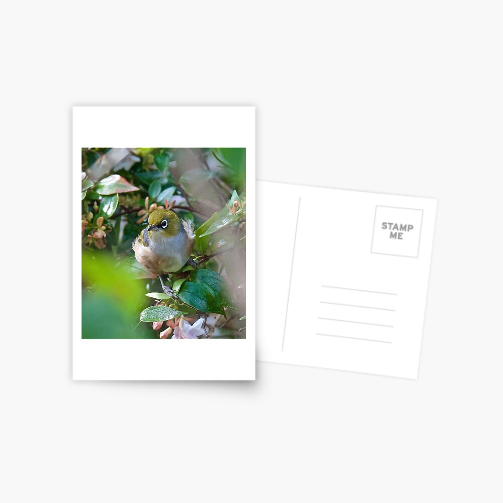 Item preview, Postcard designed and sold by tasmanianartist.