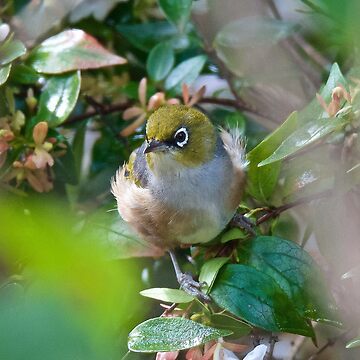 Artwork thumbnail, SILVEREYE ~ Grey-backed Silvereye ggLqq6aP by David irwin ~ WO by tasmanianartist