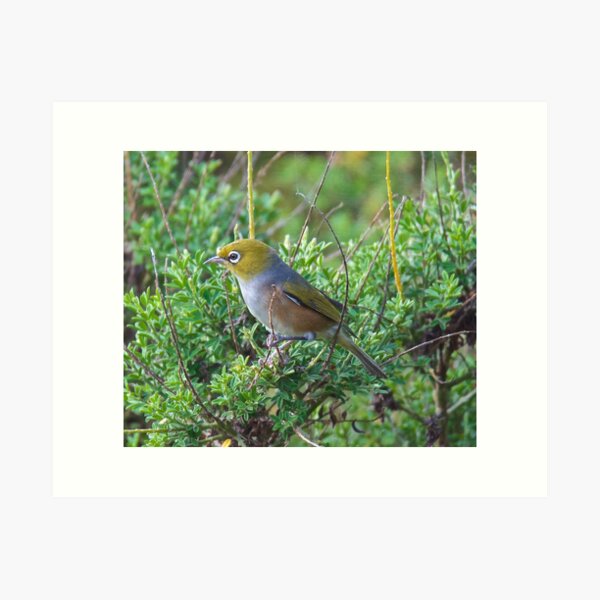 SILVEREYE ~ Grey-backed Silvereye zGGf4PDY by David Irwin Art Print