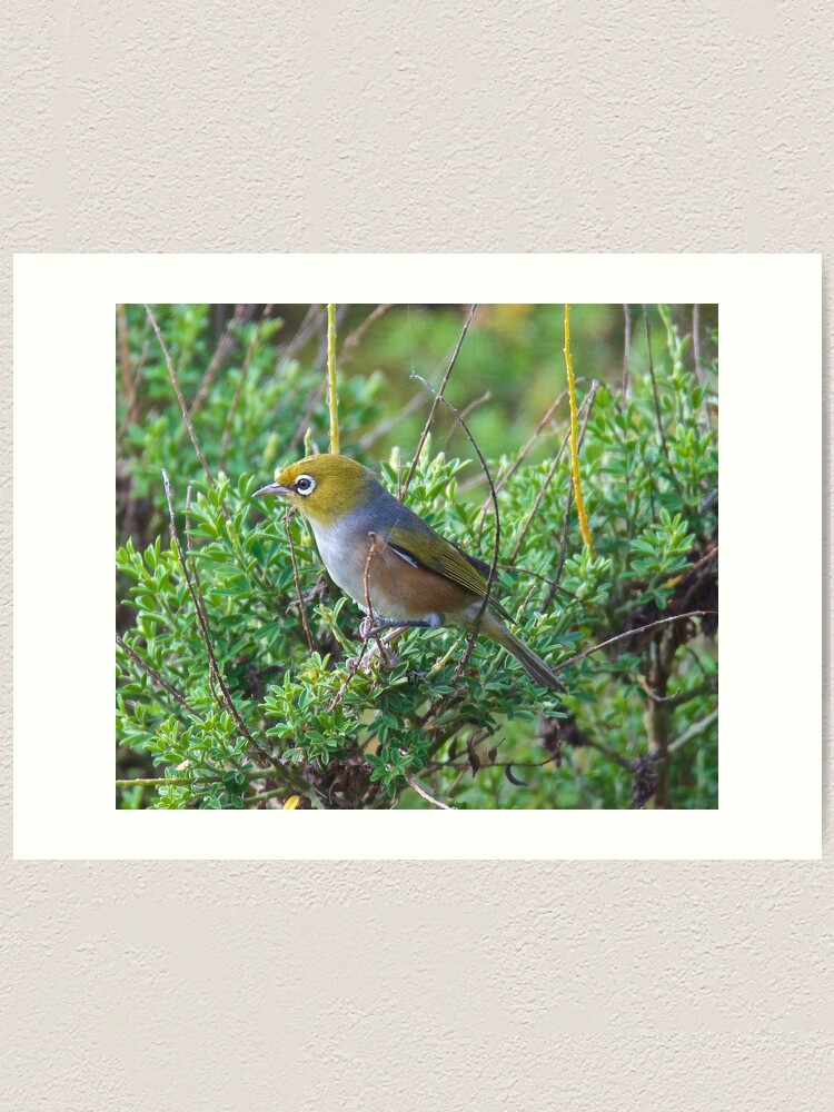 Thumbnail 1 of 3, Art Print, SILVEREYE ~ Grey-backed Silvereye zGGf4PDY by David Irwin designed and sold by tasmanianartist.