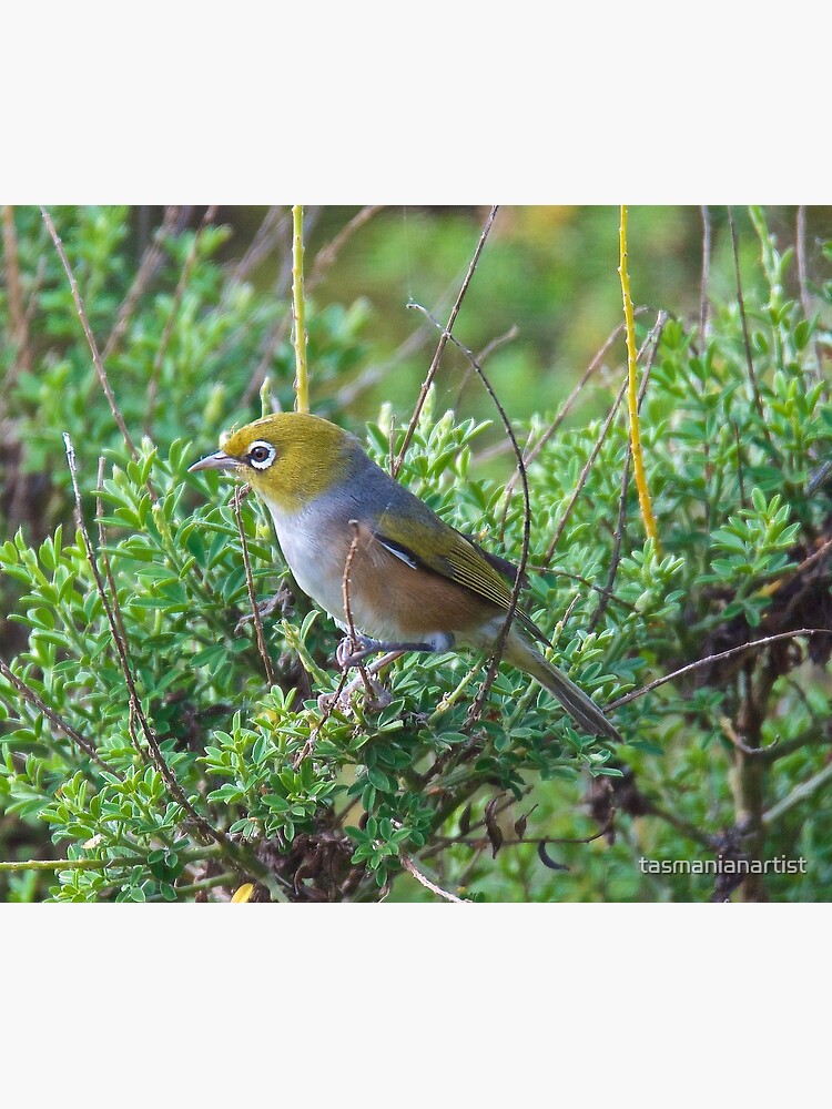 Thumbnail 3 of 3, Art Print, SILVEREYE ~ Grey-backed Silvereye zGGf4PDY by David Irwin designed and sold by tasmanianartist.
