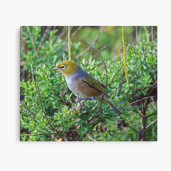 SILVEREYE ~ Grey-backed Silvereye by David Irwin Canvas Print
