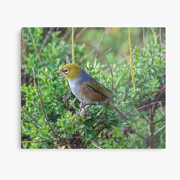 SILVEREYE ~ Grey-backed Silvereye zGGf4PDY by David Irwin Metal Print