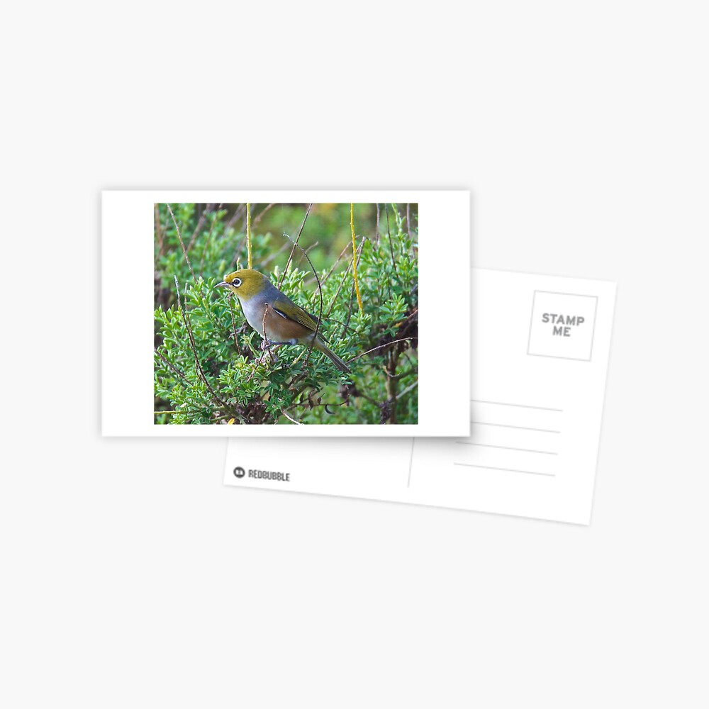Item preview, Postcard designed and sold by tasmanianartist.