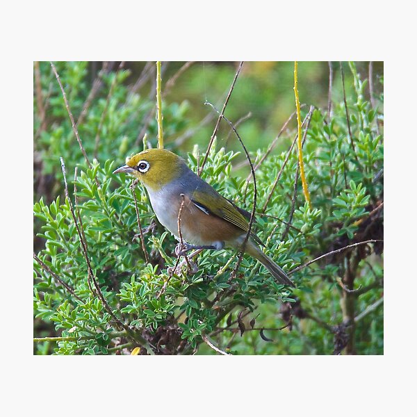 SILVEREYE ~ Grey-backed Silvereye zGGf4PDY by David Irwin Photographic Print