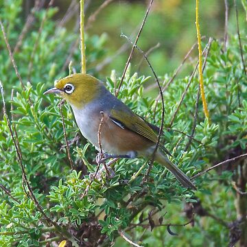 Artwork thumbnail, SILVEREYE ~ Grey-backed Silvereye zGGf4PDY by David Irwin by tasmanianartist