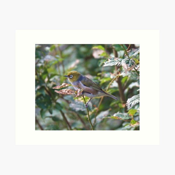 SILVEREYE ~ Grey-backed Silvereye TY349FdN by David Irwin Art Print
