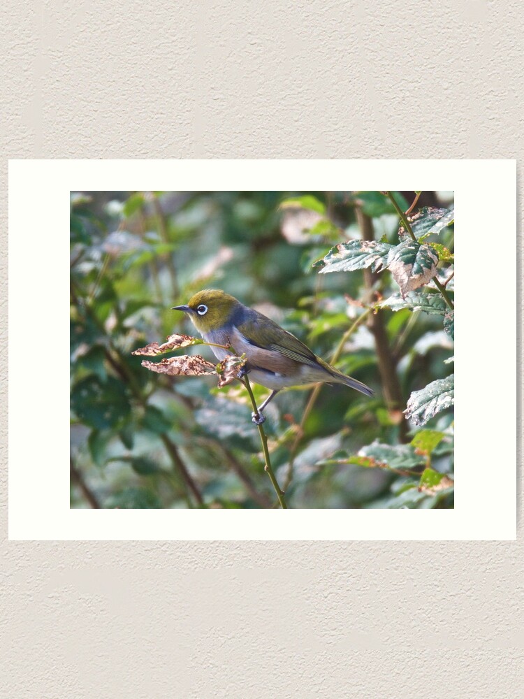 Thumbnail 1 of 3, Art Print, SILVEREYE ~ Grey-backed Silvereye TY349FdN by David Irwin designed and sold by tasmanianartist.