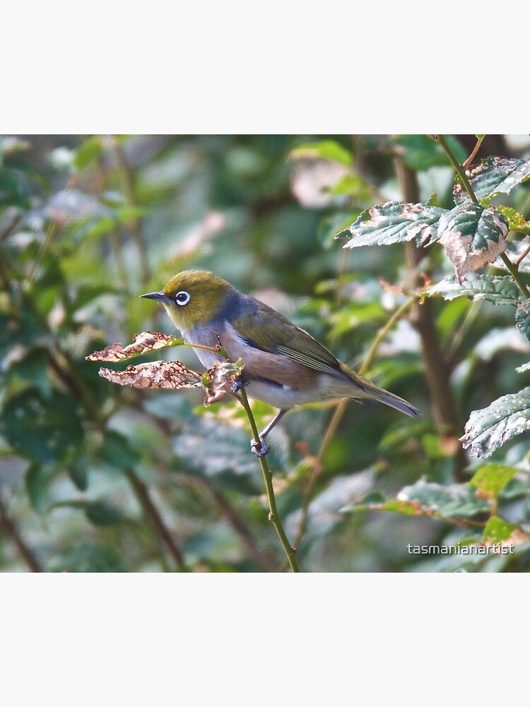 Thumbnail 3 of 3, Art Print, SILVEREYE ~ Grey-backed Silvereye TY349FdN by David Irwin designed and sold by tasmanianartist.