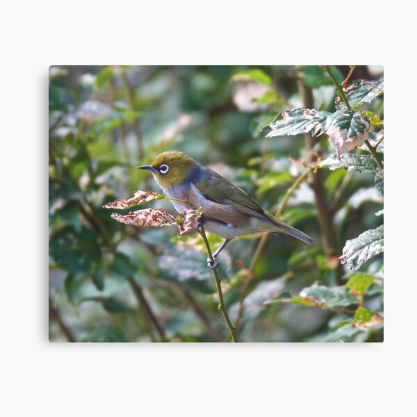 SILVEREYE ~ Grey-backed Silvereye by David Irwin Canvas Print