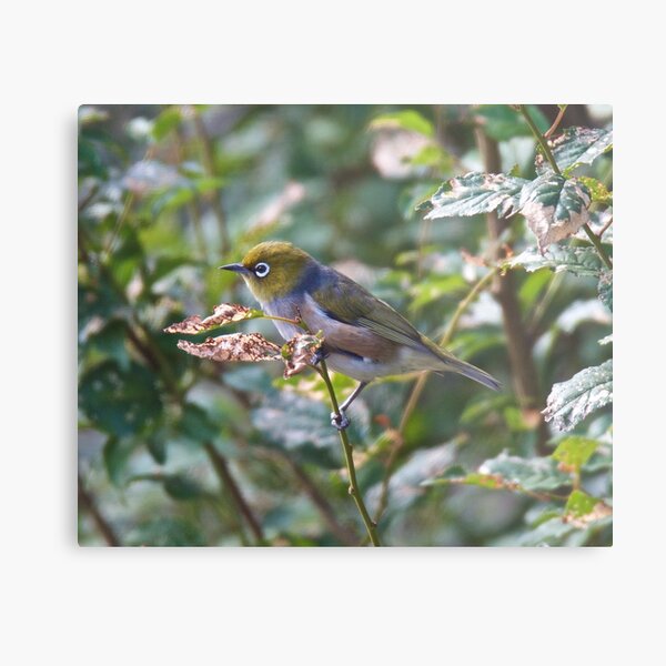 SILVEREYE ~ Grey-backed Silvereye TY349FdN by David Irwin Metal Print