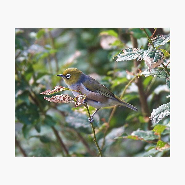 SILVEREYE ~ Grey-backed Silvereye TY349FdN by David Irwin Photographic Print