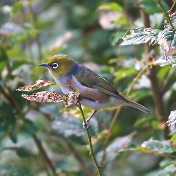 Artwork thumbnail, SILVEREYE ~ Grey-backed Silvereye TY349FdN by David Irwin by tasmanianartist