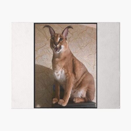 FLOPPA CAT \ CARACALS / GOOD AT MATH Art Board Print for Sale by Mad-Boy