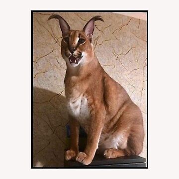 Big Floppa Caracal Cat Funny Meme Gaming Mouse Pad Custom Design