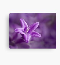 Campanula Leinwanddruck