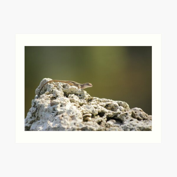 Lizard Art Print