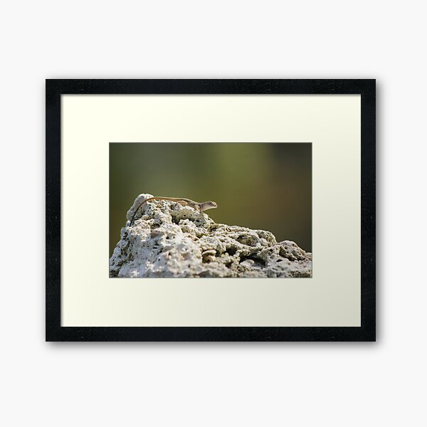 Lizard Framed Art Print