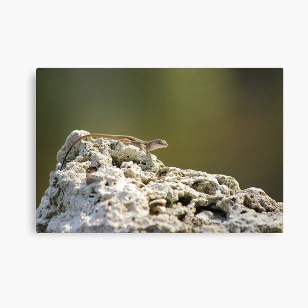 Lizard Canvas Print