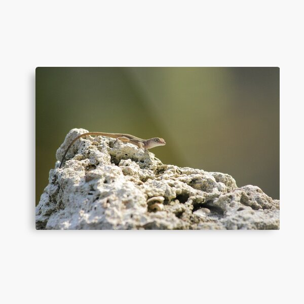 Lizard Metal Print