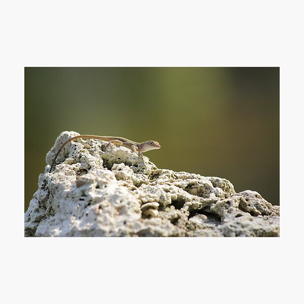 Lizard Photographic Print