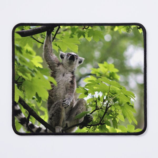 Item preview, Ring Tailed Lemur Up A Tree designed and sold by Ladymoose.