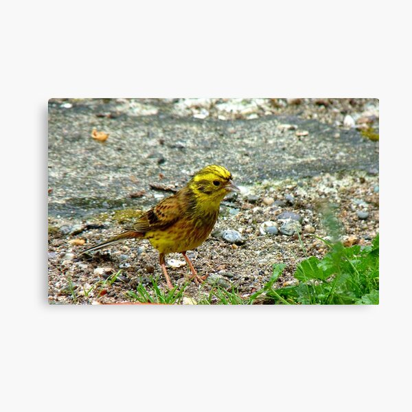 Aperçu de l'œuvre Meager Pickings Here! Yellowhammer- Southland NZ créée et vendue par AndreaEL.