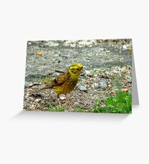 Meager Pickings Here! Yellowhammer- Southland NZ Greeting Card