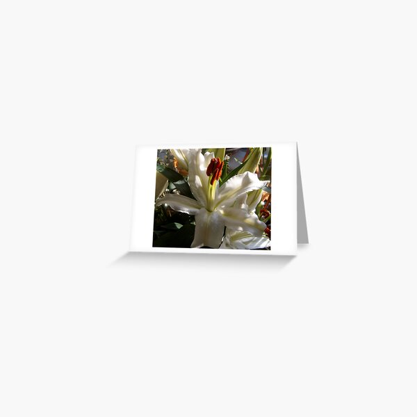 Lily Greeting Card