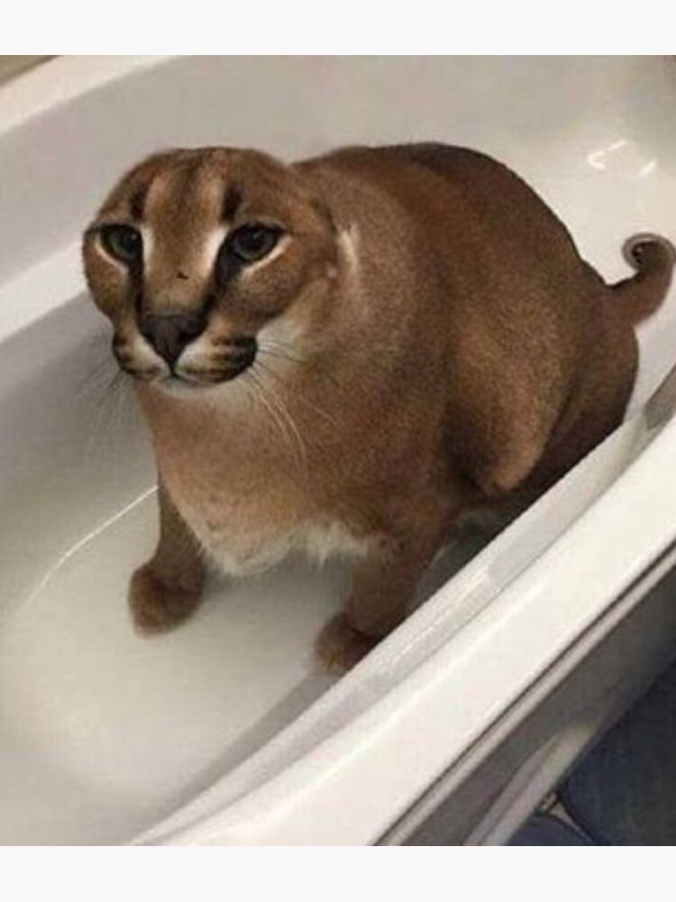 cats big floppa in the tub Memes & GIFs - Imgflip