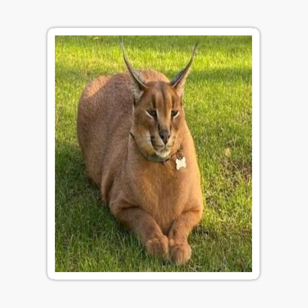 25 ideas de Floppa  flopa, caracal, plantillas de animales