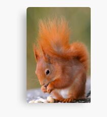 Breakfast time Canvas Print