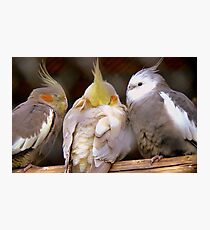 A Tree-O-Tiel's - Cockatiel's - Gore Gardens NZ Photographic Print
