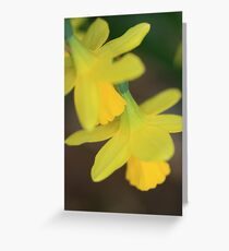 Daffodils Greeting Card