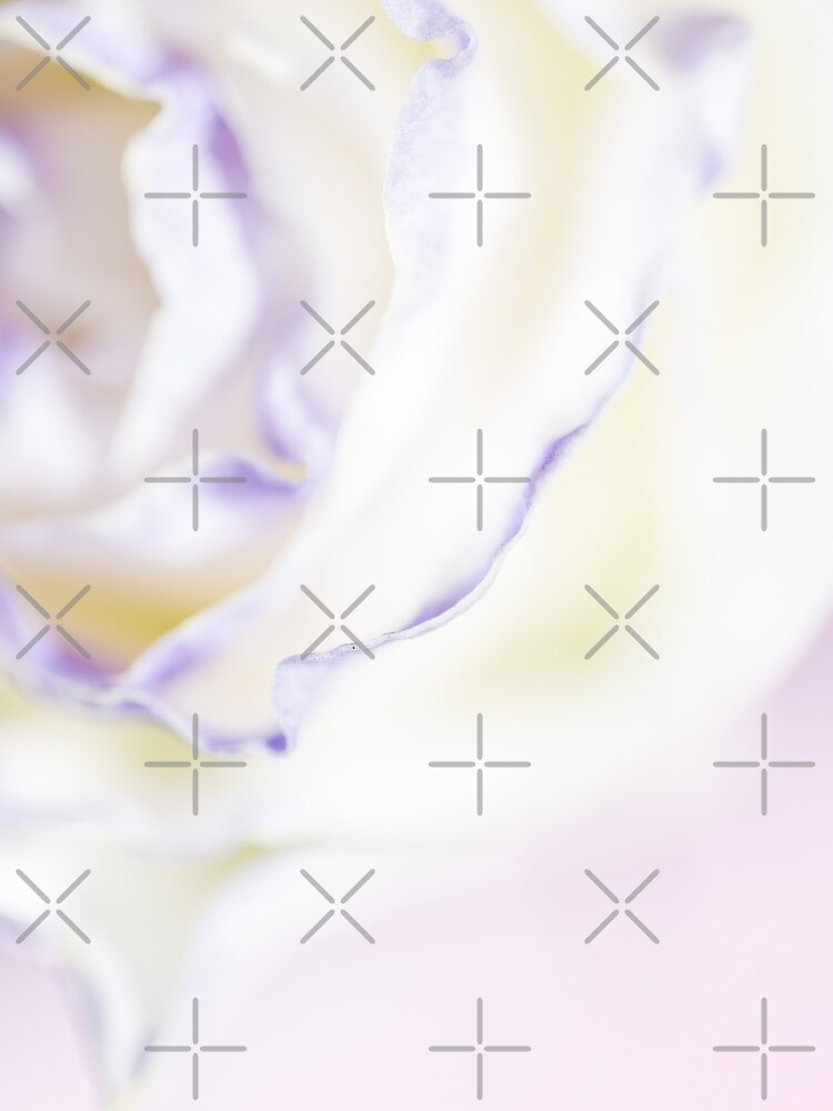 white rose with purple tips by nobelbunt
