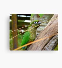 Wild Thing, You Make My Heart Sing! Maroon-Bellied Conure - NZ Canvas Print