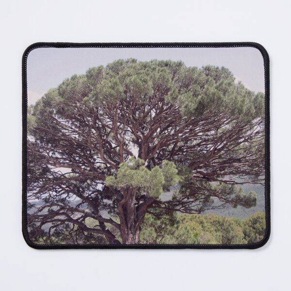 Item preview, Altintas Aydin Bozdogan Nature Reserve Pistachio Tree designed and sold by taiche.