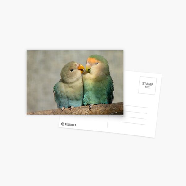 Oh!! Come On Give Me A Kiss..-Lovebirds - NZ Queenspark Postcard