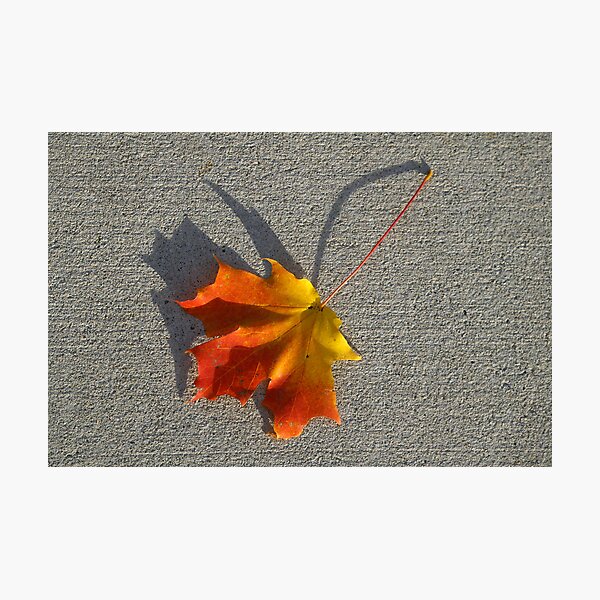 Item preview, Red-Yellow Leaf designed and sold by rdshaw.