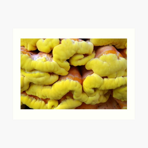 Tree Fungus Art Print